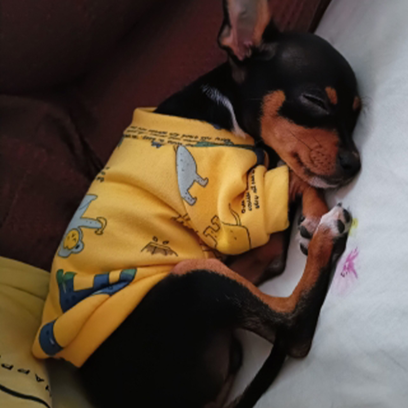 Xs roupas para cães pequenos,  - Winter Clothing For Boys avaliação e preço