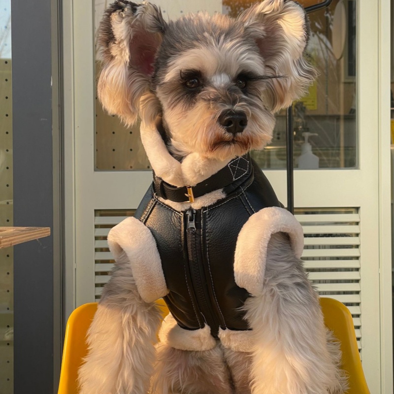 Animal de estimação outono inv - Winter Clothing For Dogs avaliação e preço